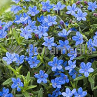 LITHODORA